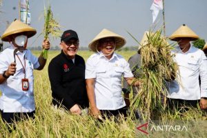 Sang Hyang Seri: Lahan pada Sukamandi produktif dukung cadangan pangan
