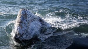 Ahli Bongkar Misteri Kematian Massal Paus Abu-abu, Manusia Aktor Utama