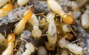 Kenali Tanda Rumah Terserang Rayap dan Solusi Penanganannya