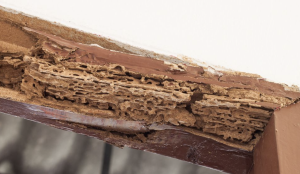 Anti Rayap Bandung: Solusi Tepat Lindungi Properti dari Serangan Rayap