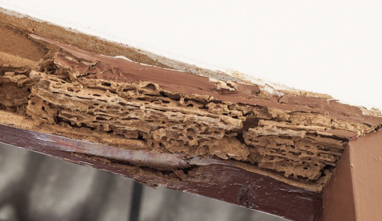 Solusi Tepat Lindungi Properti dari Serangan Rayap